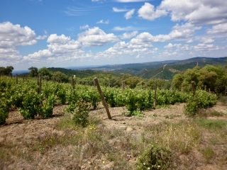 Castañar de 60 has. con viñas y un Zarzo para restaurar en el Parque Natural de la Sierra de Aracena