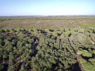 Original finca mixto ganadero - forestal de 1.929 has. en el Entorno del Parque Nacional de Doñana