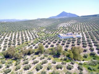 Olivar tradicional en Sub Bética Córdoba Baena aceite de oliva vírgen extra