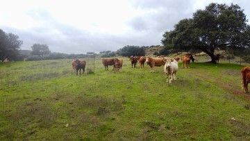 Dehesa ganadera de 337 has. en el Parque Natural de la Sierra de Aracena a 45' de Sevilla