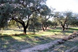 Luxury_Property_Cork_Trees_Huelva_Seville_Andalusia_Spain