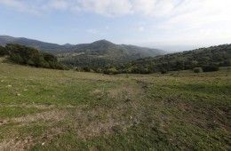 dehesa parque natural alcornocales 1