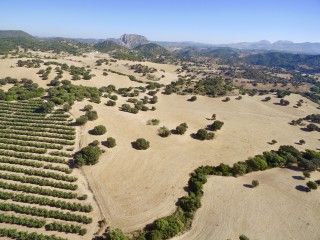 Hunting estate, cattle farm i Seville, Cadis, Malaga