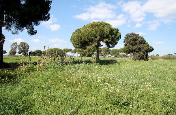 galleria_Cottage_Donana_Do_ana_National_Park_Seville_Andalusia_Spain_Luxury__15_